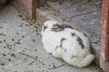 White beige fluffy rabbit, close up portrait, outdoor