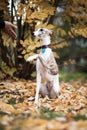 White and beige tiger color dog Whippet breed gives a paw
