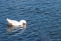 White Beijing duck is swimming on the surface of pond in the park. Duck is drinking water in a process. This is one of the most Royalty Free Stock Photo