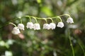 White bell flover