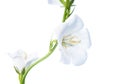 White bell flower on a white background, isolated