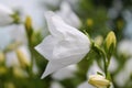White bell flowers Campanula persicifolia as background. Colorful campanula bell flowers in flowerbed. Bell flowers or