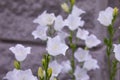 White bell flowers Campanula persicifolia as background.