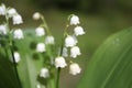 White bell flowers