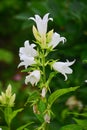 White bell flowers in the Spaso-Andronikov monastery in Moscow, Russia Royalty Free Stock Photo