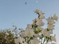 White bell lat. Campanula Persicifolia: sky, bird and Moon