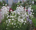 White bell lat. Campanula Persicifolia in the summer garden