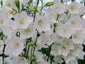 White bell lat. Campanula Persicifolia close up