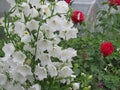 White bell lat. Campanula Persicifolia in the summer garden