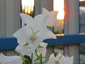 White bell lat. Campanula Persicifolia on sunset background