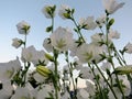 White bell lat. Campanula Persicifolia