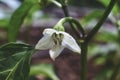 White bell pepper flower with green leaves macro close up shot showing detail of stamen and pistil in organic garden in South Jord