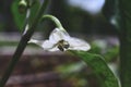 White bell pepper flower with green leaves macro close up shot showing detail of stamen and pistil in organic garden in South Jord Royalty Free Stock Photo