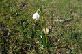 Single, bell shaped early spring flower in nature