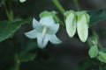 White `Bellflower` - Campanula Ochroleuca Royalty Free Stock Photo