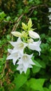 White bellflowers