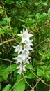 White bellflowers