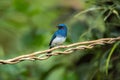 White-bellied Blue Flycatcher Royalty Free Stock Photo