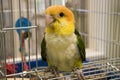 White Bellied Caique Royalty Free Stock Photo