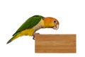 White bellied caique bird on white Royalty Free Stock Photo