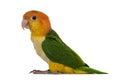 White bellied caique bird on white Royalty Free Stock Photo