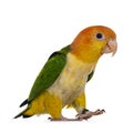 White bellied caique bird on white Royalty Free Stock Photo