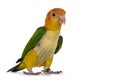 White bellied caique bird on white Royalty Free Stock Photo