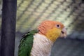 this is a close up of a white bellied caique Royalty Free Stock Photo