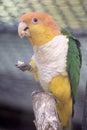 the white bellied caique is eating fruit Royalty Free Stock Photo