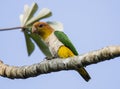 White Bellied Caique Royalty Free Stock Photo