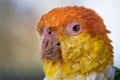 White bellied caique portrait Royalty Free Stock Photo