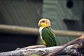 White bellied caique Royalty Free Stock Photo