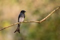 White-bellied Drongo - Dicrurus caerulescens, beautiful black perching bird Royalty Free Stock Photo