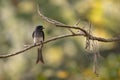 White-bellied Drongo - Dicrurus caerulescens, beautiful black perching bird Royalty Free Stock Photo