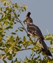 The White-bellied Go-away Bird Royalty Free Stock Photo