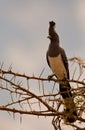 White-bellied Go-away-bird Royalty Free Stock Photo