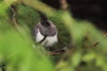 White-bellied go-away-bird Royalty Free Stock Photo