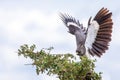 White bellied go away bird with wings spread are landing in a tree in Samburu/Kenya/Africa. Royalty Free Stock Photo