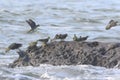 White-bellied green-pigeon flocks