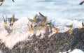 White-bellied green-pigeon flocks