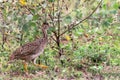 White-bellied Nothura walking on vegetation in northeastern Brazi