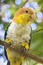 White Bellied Parrot Pionites leucogaster Perched on Tree Branch