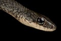 White-bellied rat snake Ptyas fusca Royalty Free Stock Photo