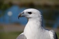 White bellied sea eagle Royalty Free Stock Photo