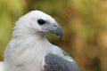 White bellied sea eagle