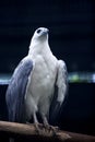 White-bellied Sea Eagle Royalty Free Stock Photo