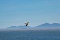 The white-bellied sea eagle,