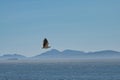 The white-bellied sea eagle,