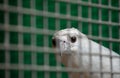 White bellied sea eagle in cage