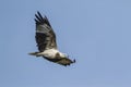 White-bellied sea eagle flying in blue sky, Sri Lanka